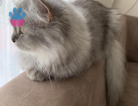 british longhair dişi