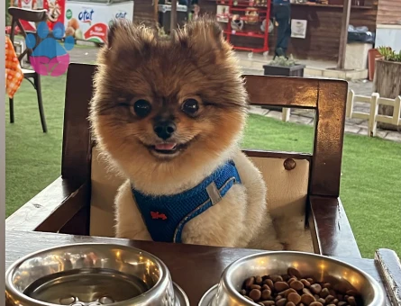 Poomeranian Boo Shiba Eş Arıyor