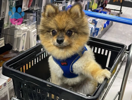 Poomeranian Boo Shiba Eş Arıyor