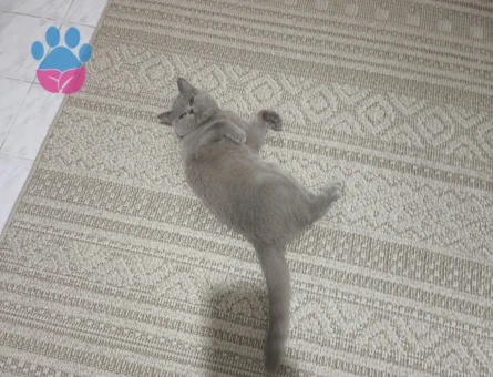 British Shorthair Kızım için eş arıyorum