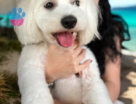 Maltipoo Oğluma Gelin Arıyorum