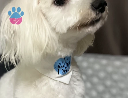 Maltipoo Oğluma Gelin Arıyorum