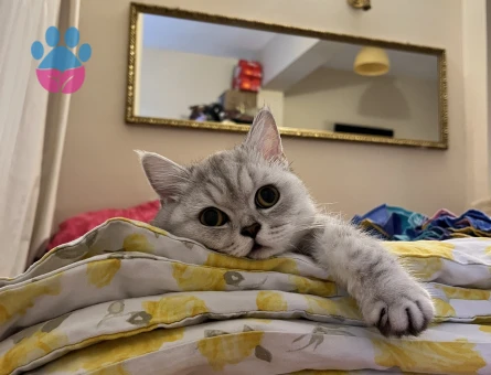 11 aylık british shorthair dişi eş arıyor