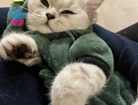 11 aylık british shorthair dişi eş arıyor