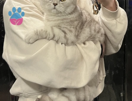 11 aylık british shorthair dişi eş arıyor