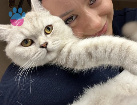 11 aylık british shorthair dişi eş arıyor