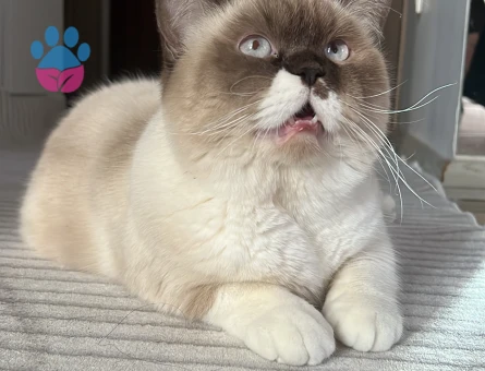 British Shorthair Bluepoint Kedim 11 Aylık Eş Arıyor