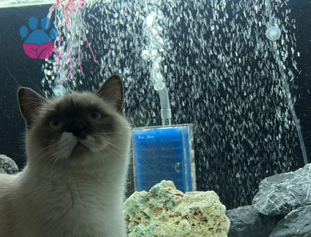 British Shorthair Bluepoint Kedim 11 Aylık Eş Arıyor