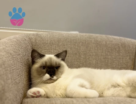 British Shorthair Bluepoint Kedim 11 Aylık Eş Arıyor