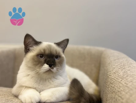 British Shorthair Bluepoint Kedim 11 Aylık Eş Arıyor