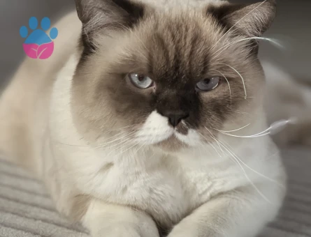 British Shorthair Bluepoint Kedim 11 Aylık Eş Arıyor