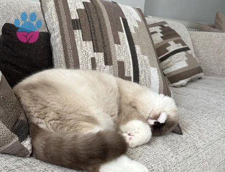 British Shorthair Bluepoint Kedim 11 Aylık Eş Arıyor