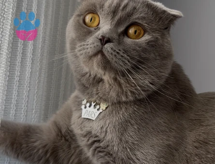 Scottish Fold 1 Yaşında Eş Arıyor