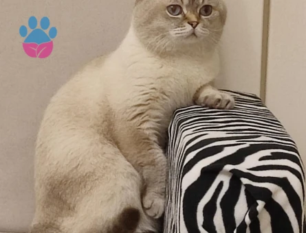 British Shorthair Dişi Arıyorum 4 Yaşında