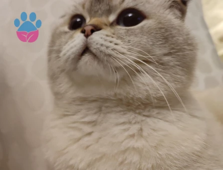 British Shorthair Dişi Arıyorum 4 Yaşında