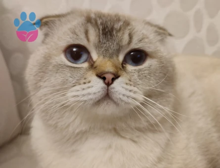 British Shorthair Dişi Arıyorum 4 Yaşında