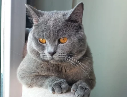 British Shorthair Oğlumuza eş arıyoruz - 118969083