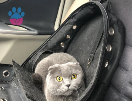 Scottish Fold kızımıza eş arıyoruz