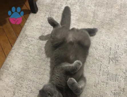 Scottish Fold kızımıza eş arıyoruz