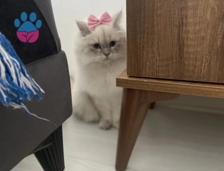 British Kızıma eş arıyorum