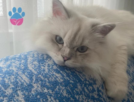 British Kızıma eş arıyorum