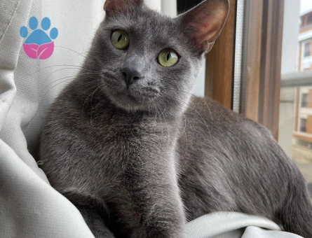 Mavi Rus Kızım Luna için Eş arıyorum