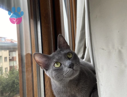 Mavi Rus Kızım Luna için Eş arıyorum