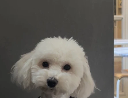 Maltipoo köpeğim için Poodle erkek eş arıyorum - 118977363
