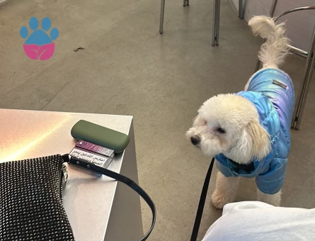 Maltipoo köpeğim için Poodle erkek eş arıyorum