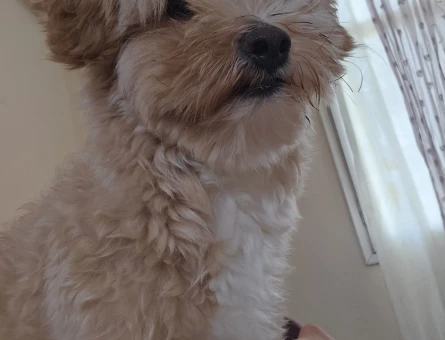 Maltipoo - 118977365