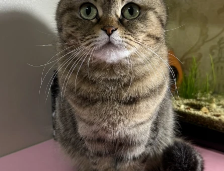 Dişi Scottish Fold Kedime Eş Arıyorum - 118977373
