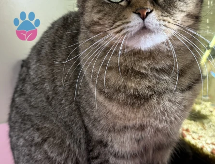 Dişi Scottish Fold Kedime Eş Arıyorum