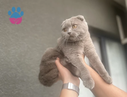 Kızıma eş arıyorum