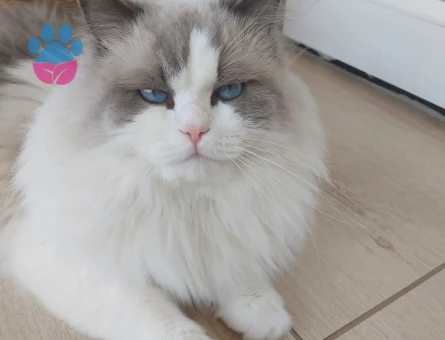 Erkek ragdoll kedimiz için eş arıyoruz