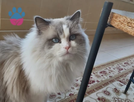 Erkek ragdoll kedimiz için eş arıyoruz