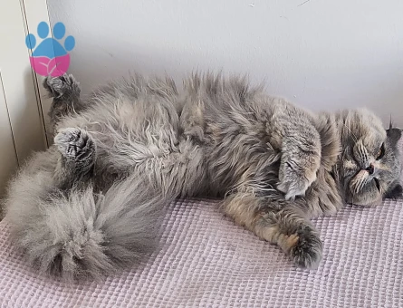 Scottish Longhair kızımıza erkek aday arıyoruz.