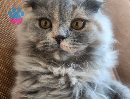 Scottish Longhair kızımıza erkek aday arıyoruz.
