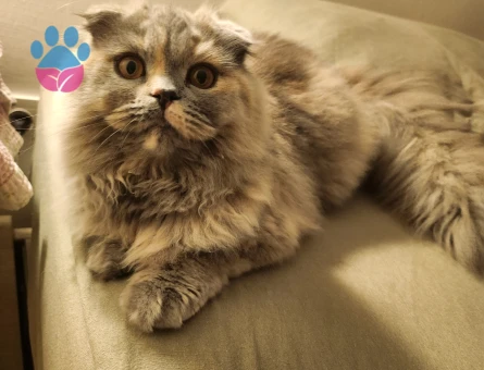 Scottish Longhair kızımıza erkek aday arıyoruz.