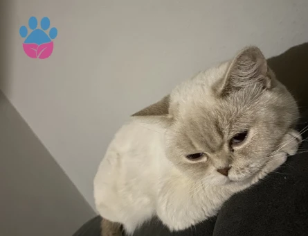 British Shorthair 1 Yaşında Kedim Eş Arıyor