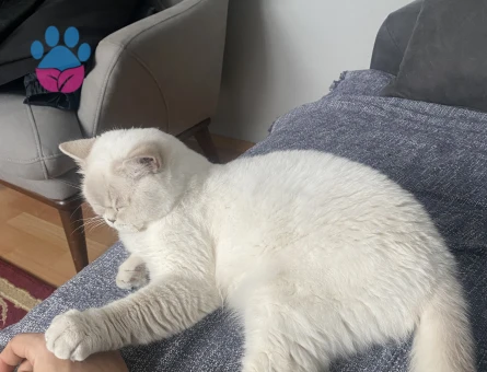 British Shorthair 1 Yaşında Kedim Eş Arıyor