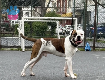American Bulldog (Safkan, 200 yıllık seceresi)