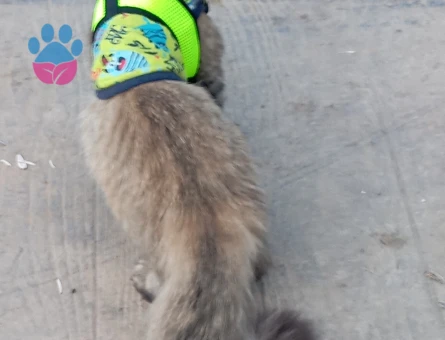 Norveç Orman Kedisi Kızıma Erkek EŞ Arıyorum