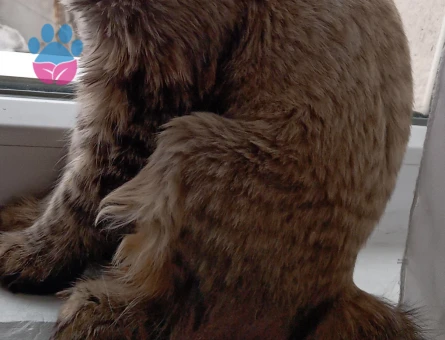 Norveç Orman Kedisi Kızıma Erkek EŞ Arıyorum