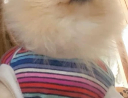 Pomeranian eş aranıyor - 118969789