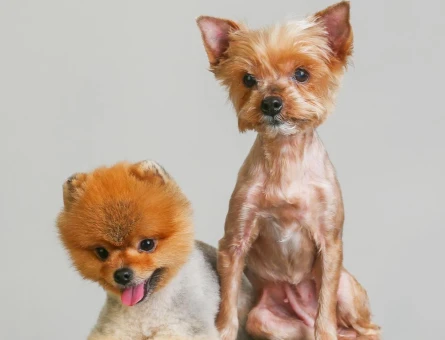 Pomerian Bo Köpegim Ercüment Eş Arıyor - 118969792