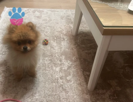 Pomerian Bo Köpegim Ercüment Eş Arıyor