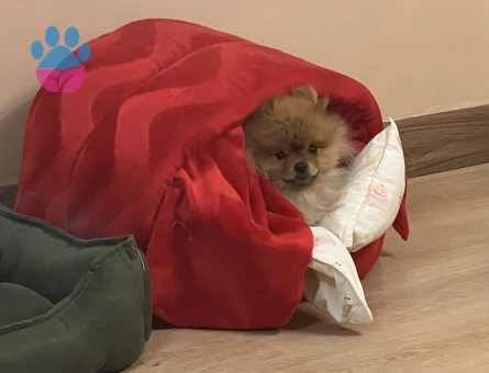Pomerian Bo Köpegim Ercüment Eş Arıyor