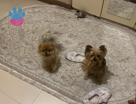 Pomerian Bo Köpegim Ercüment Eş Arıyor