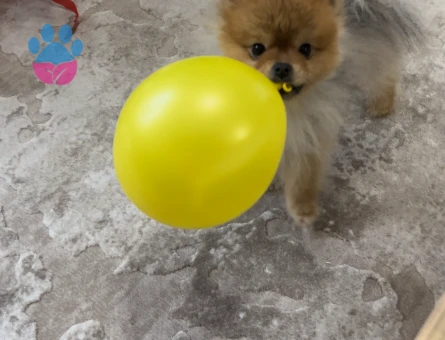 Pomerian Bo Köpegim Ercüment Eş Arıyor