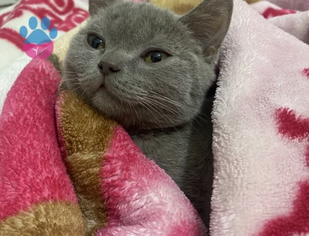 British Shorthair Bebeğime Dişi Eş Arıyorum